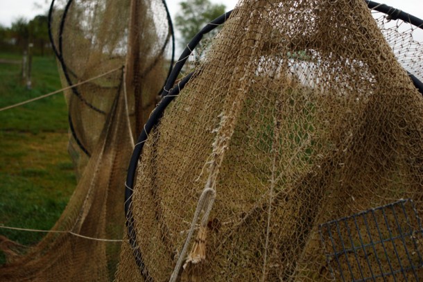 Drying bownets in Neringa, Lithuania. Photo: Patrik Rastenberger