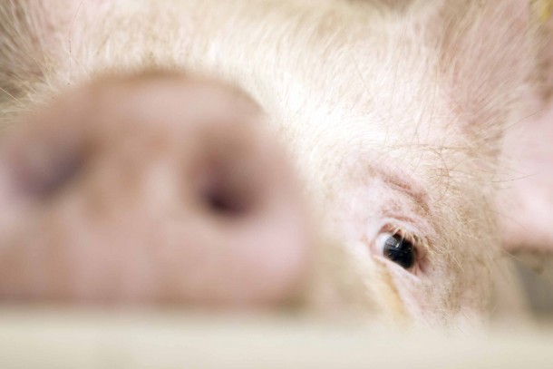 Danfarm's piggery in Khalcha currently has 45,000 pigs. Photo: Patrik Rastenberger