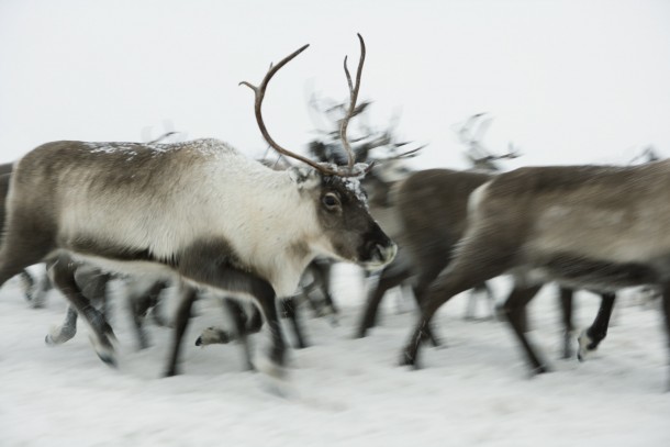 A reindeer herding post outside Lovozero will benefit from the project. Photo: Colourbox