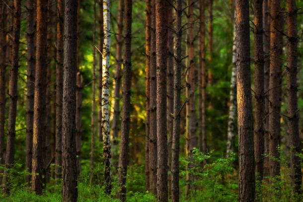 Sustainable forestry and preservation of biodiversity among the approved projects. Photo. Shutterstock/Stefan Holm