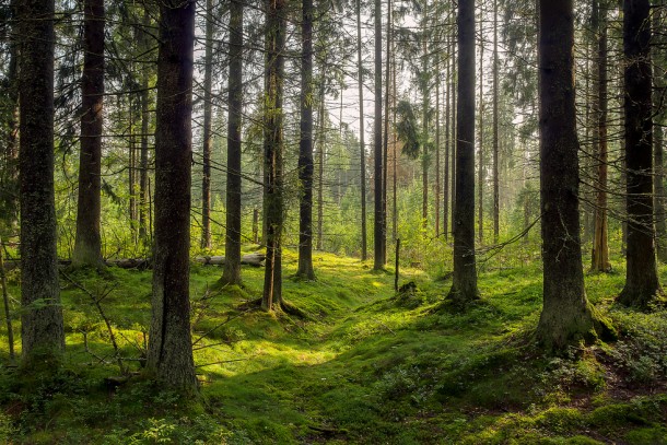 Several of the signed projects are linked to Northwest Russia’s forest biodiversity. Photo: Shutterstock