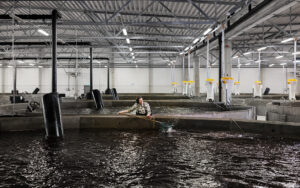 Fish tanks in Fifax's ASC certified production facility in Eckerö, Åland Islands