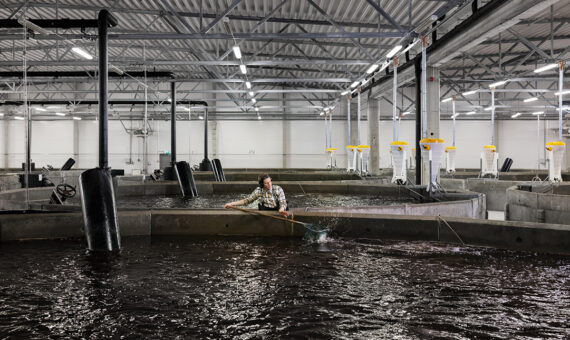 Fish tanks in Fifax's ASC certified production facility in Eckerö, Åland Islands