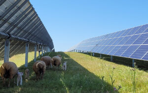 22 MW solar power plant operated by Korkia in the village of Hinajosa, in the province of Extremadura, in Spain. Photo: Korkia